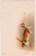 画像1: 猫のサーカス　曲芸師  H.Maguire (1)