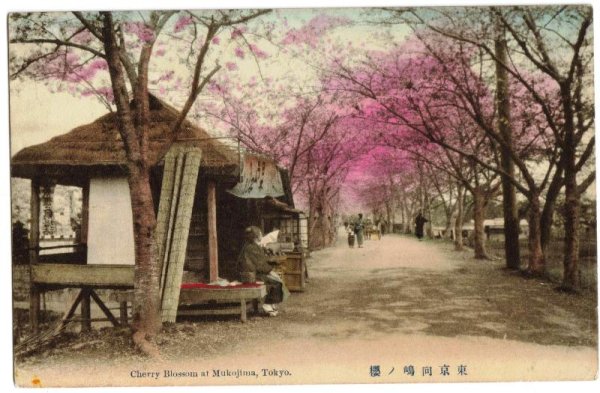画像1: 手彩色絵葉書　東京向島の桜 (1)