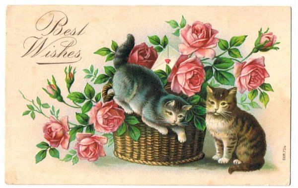 画像1: 薔薇のお花と猫 (1)