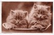 画像1: お鍋の中の子猫たち (1)