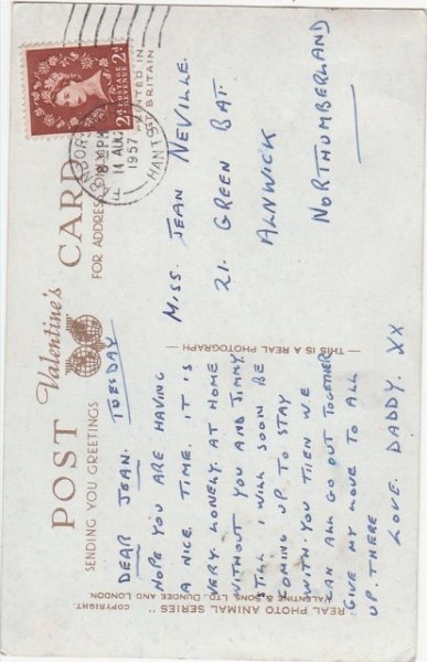 画像2: 3匹の猫 (2)