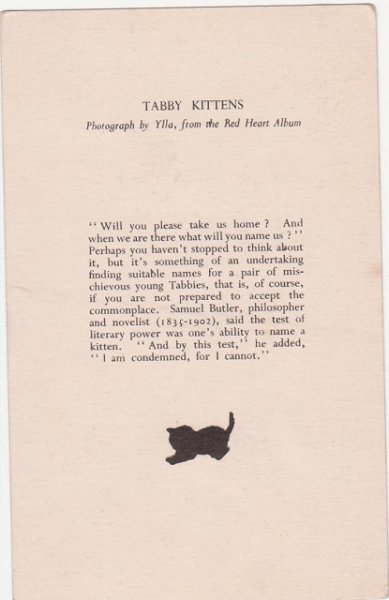 画像2: ブルーペルシャ猫 Blue Persian Cat (2)