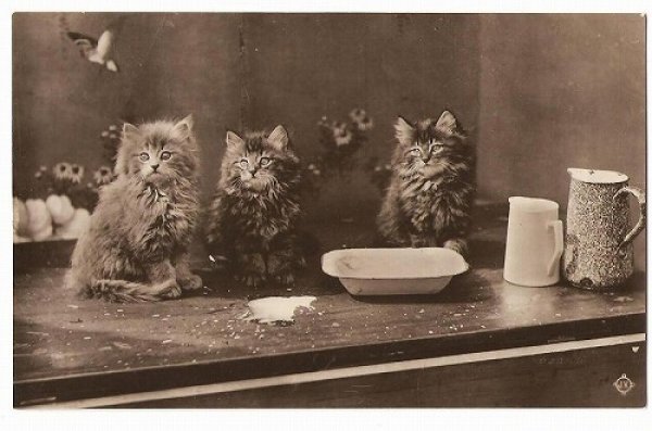 画像1: ミルクピッチャーと猫たち (1)