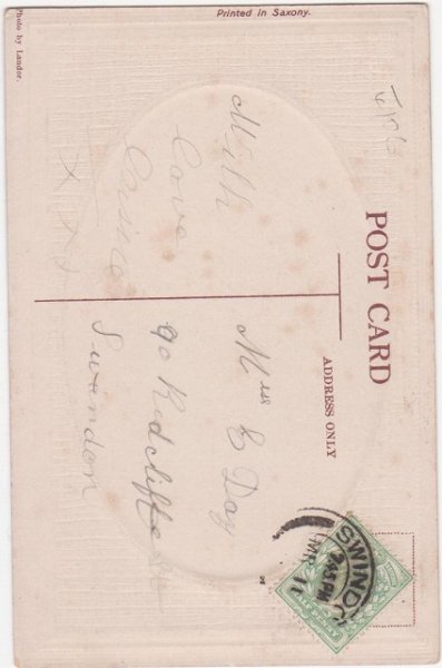 画像2: 5匹の猫たち (2)