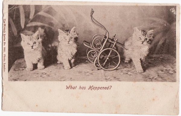 画像1: ３匹の猫と手押し車 (1)