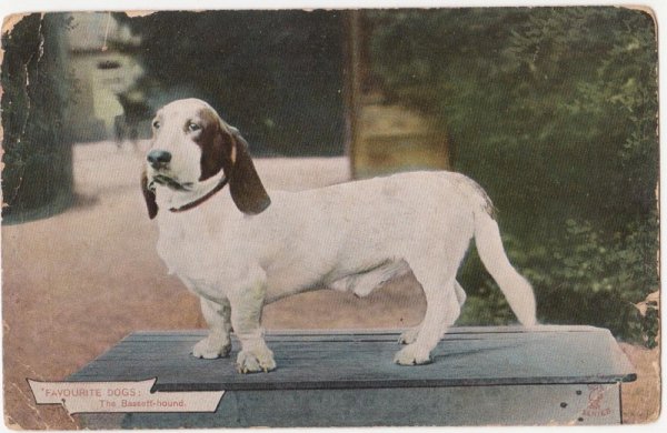 画像1: バセットハウンド犬 (1)
