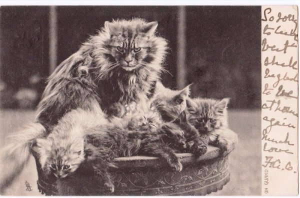 画像1: 猫の家族 (1)