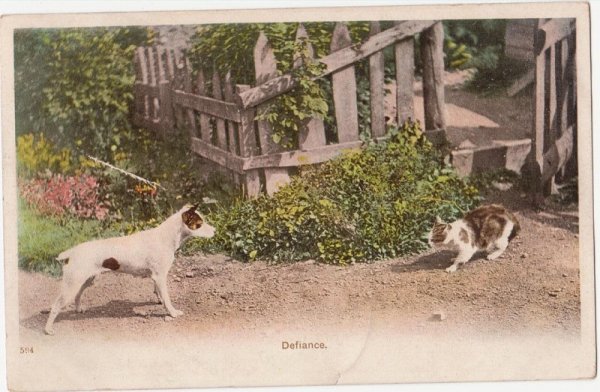 画像1: 猫と犬の微妙な距離 (1)