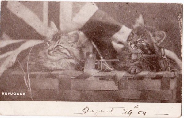 画像1: ユニオンジャックと２匹の子猫 (1)
