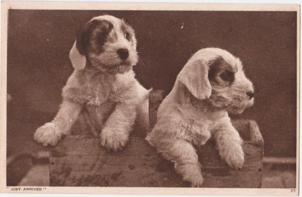画像1: ２匹の子犬 (1)
