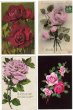 画像1: 薔薇のお花　４枚組 (1)