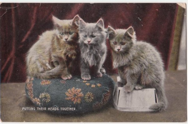 画像1: ３匹の子猫 (1)