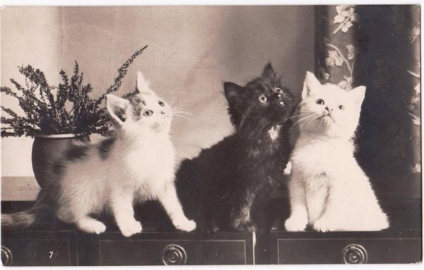 画像1: ３匹の子猫 (1)