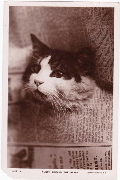 画像1: Pussy Breaks the News  新聞紙の中から顔を出した猫 (1)