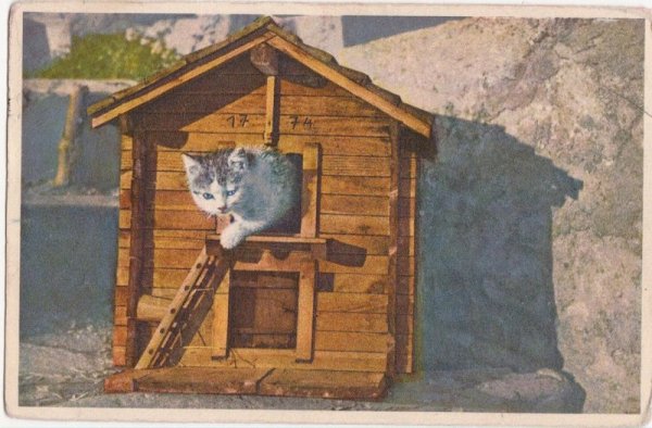 画像1: 猫のお家 (1)