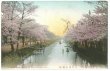 画像1: 手彩色古絵葉書  東京　江戸川の桜 (1)