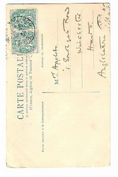 画像2: 怪我をした猫と看病をする猫 Helena Maguire (2)