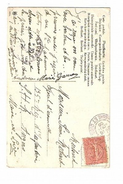 画像2: 塀の上の猫と犬 Helena Maguire (2)