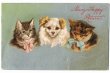 画像1: 犬と猫　Helena Maguire (1)