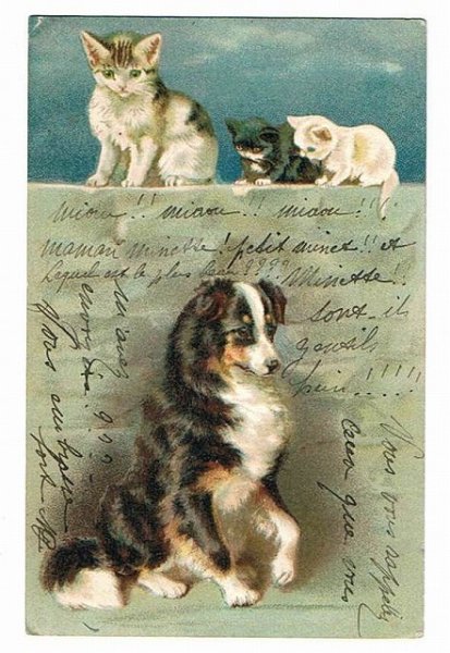 画像1: 塀の上の猫と犬　Helena Maguire (1)