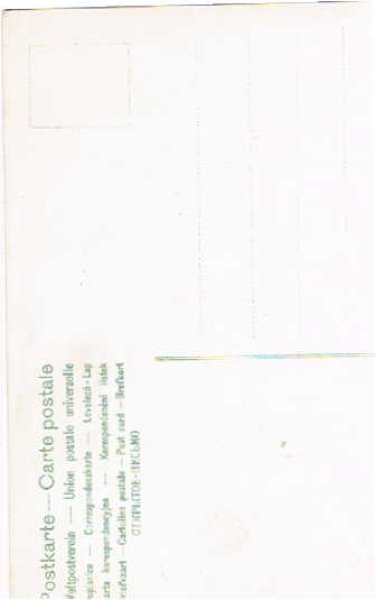 画像2: 猫の運動会 よーいドン! Helena Maguire (2)