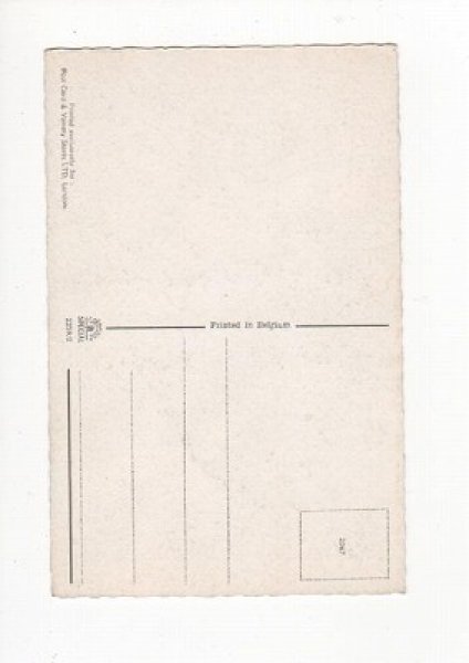 画像2: 猫のボクシング Mainzer cat (2)