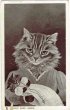 画像1: 赤ちゃん猫を抱く子守猫　G.Barnes (1)