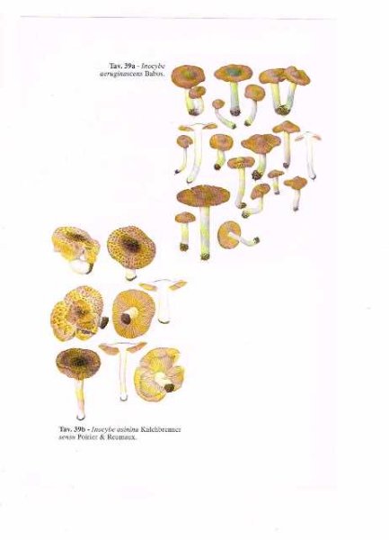 画像1: キノコ図鑑　切り取りページ 39b (1)