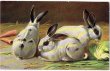 画像1: ウサギ (1)