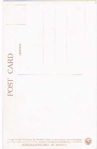 画像2: 黄花の妖精　Margaret Tarrant　（未使用） (2)