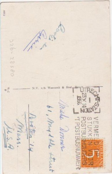 画像2: 噴水で遊ぶ猫たち (2)