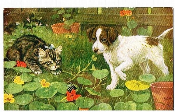 画像1: ミツバチを見つめる猫と犬 (1)