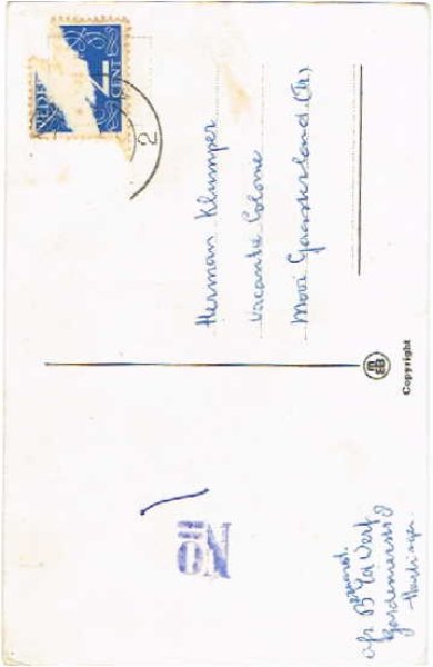 画像2: 車を運転する猫 (2)