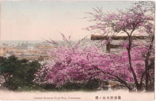 画像1: 手彩色絵葉書　横浜　野毛山の桜 (1)