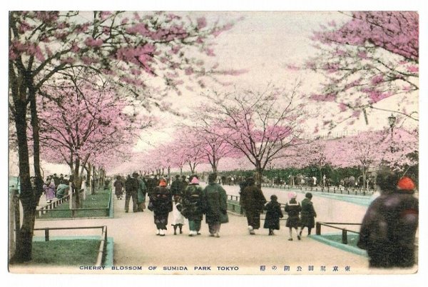 画像1: 手彩色絵葉書　東京墨田公園の桜 (1)