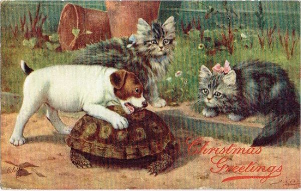 画像1: 亀と遊ぶ子犬と子猫 (1)