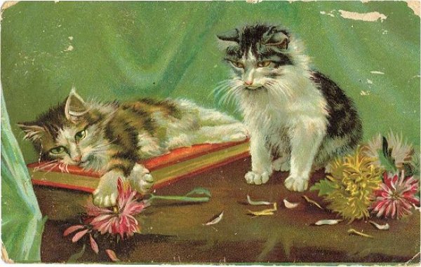 画像1: お花と猫 (1)