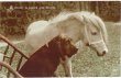 画像1: 白馬と犬 (1)