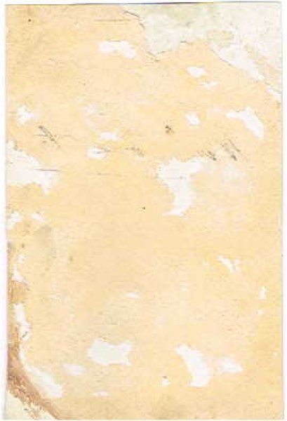 画像2: キジトラ猫 Helena Maguire  (2)