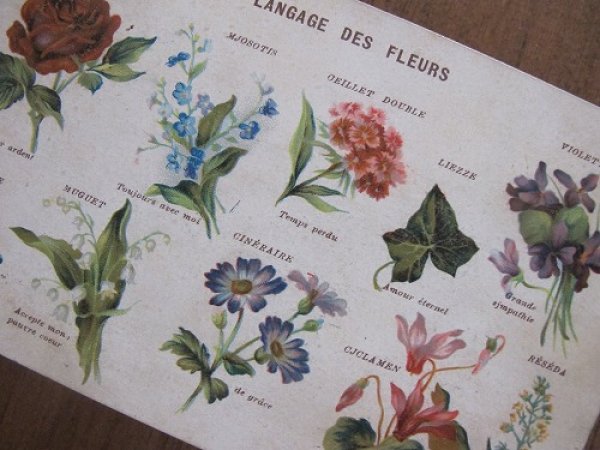 画像1: Langage des fleurs フランス 10種の花言葉  (1)