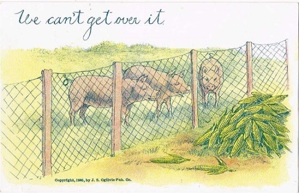 画像1: ごはんにありつけないかわいそうな豚さん　1905年頃 （未使用） (1)