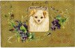画像1: 犬とスミレのお花　 Helena Maguire 1907年 (1)