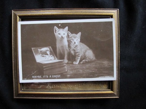 画像2: イギリス これって幽霊?写真を見て驚く子猫 1912年 (2)