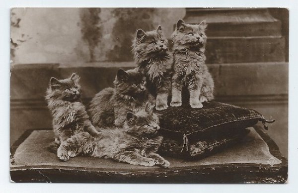 画像1: イギリス　5匹の子猫　1910年頃 (1)
