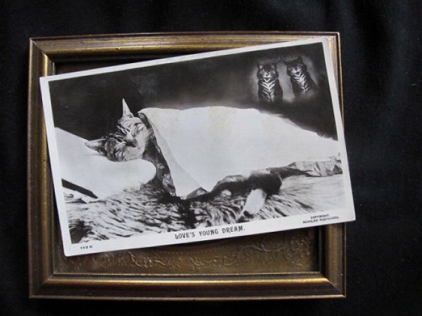 画像2: イギリス 夢見る猫 1910年頃 (2)