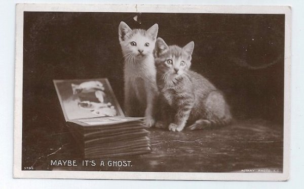 画像1: イギリス　これって幽霊？写真を見て驚く子猫　1912年 (1)