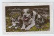 画像1: イギリス　2匹の猫と大きな犬 1933年 (1)
