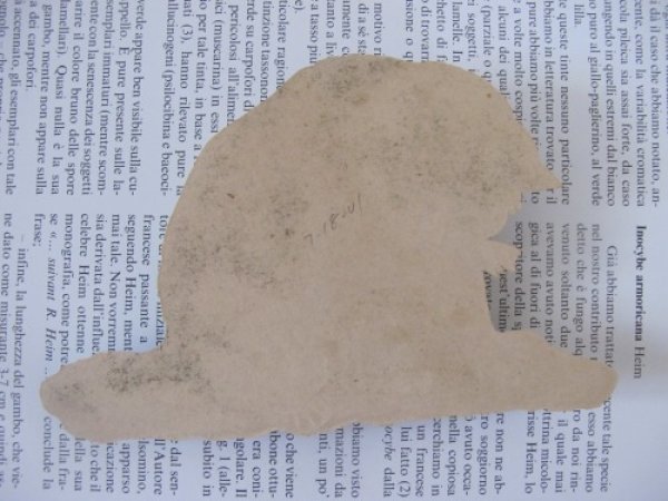 画像2: 大きめダイカット　手を舐める猫　 Helena Maguire 13 x 8cm (2)