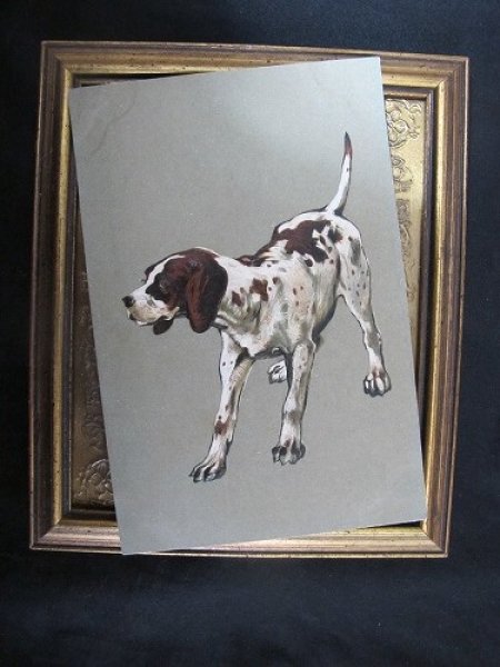 画像2: Postcard 犬 ポインター系 猟犬 1900年頃 未使用 (2)