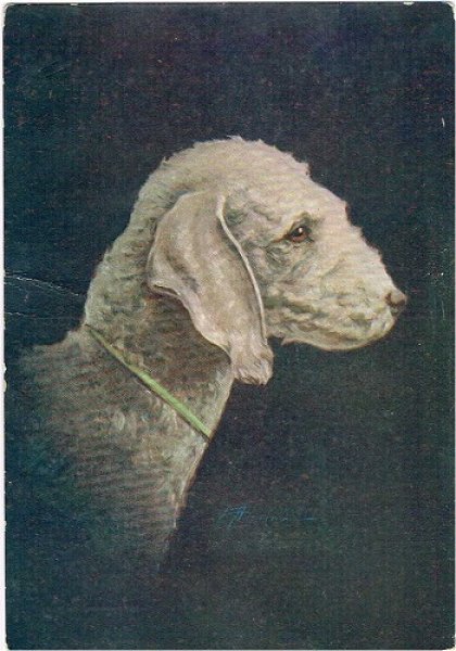画像1: Postcard 　ベドリントンテリア犬　未使用 (1)